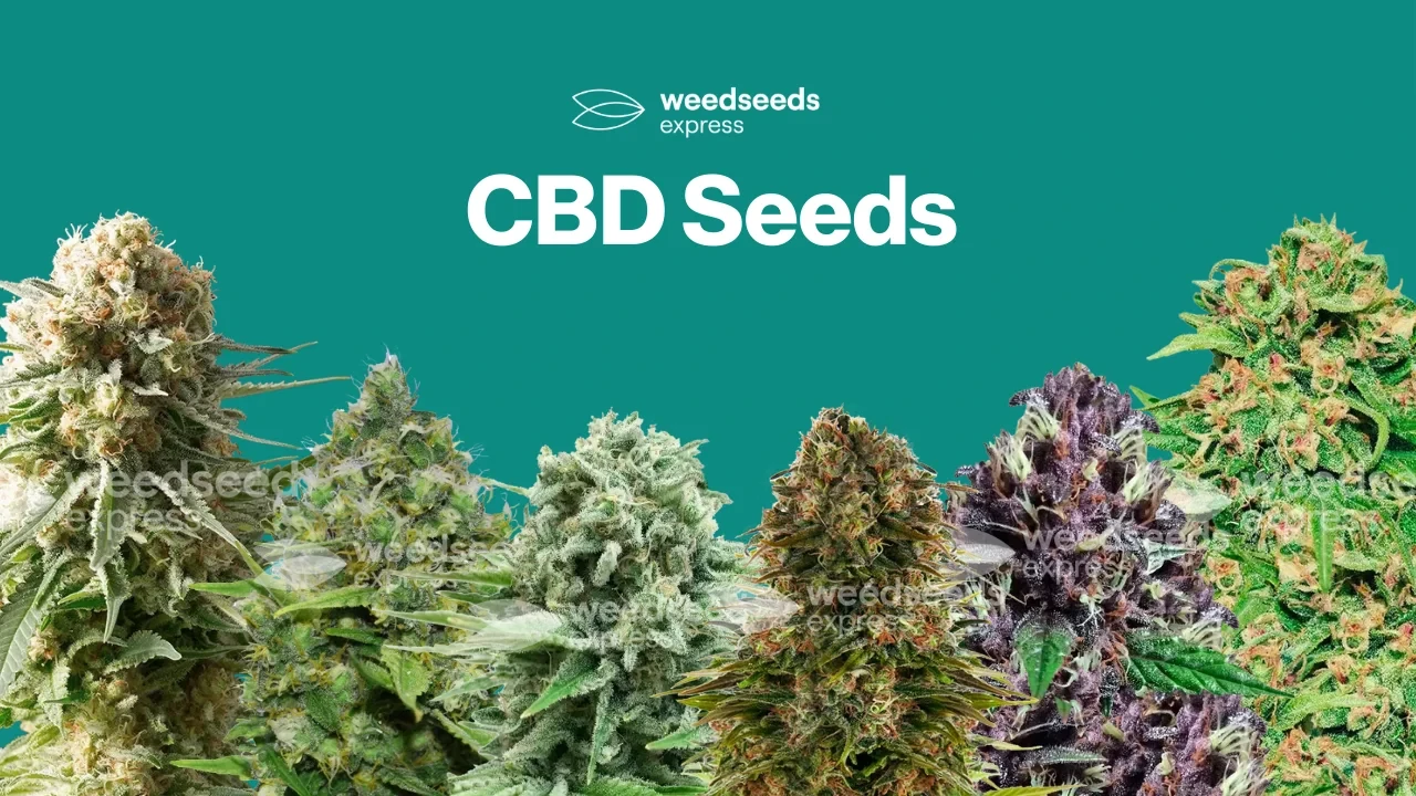 High CBD Seeds